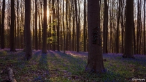 The Blue Forest Hyacinth Season - Hallerbos Belgium  x