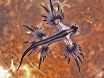 The Blue Sea Dragon Glaucus Atlanticus 