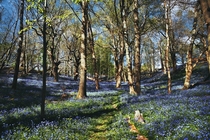 The Bluebells this time of year are rather NOICE -  - United Kingdom D