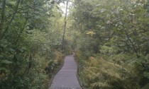 The Bog Walk - City Forest Bangor ME 