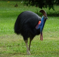 The Cassowary Casuarias casuarias one of Australias most beautiful and deadly animals 