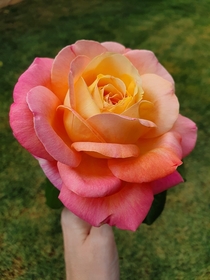 The color fade on this rose