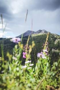 The Colorado summer beauty is unmatched Four Pass Loop Aspen Colorado 