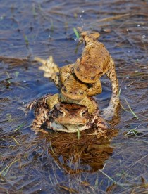 The common frog Rana temporaria - ranimalporn literally and figuratively 