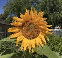 The Common Sunflower Helianthus annuus 