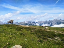 The cows have bells imagine the sound Tirol Austria 
