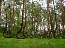 The Crooked Forest Poland 