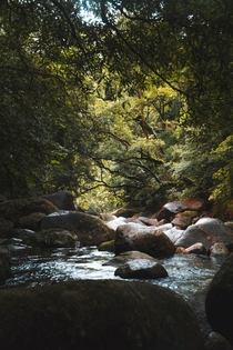 The Daintree Rainforest Queensland Australia 