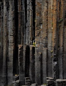 The dark side of earth porn flowers growing in a basalt canyon in Iceland  - IG glacionaut