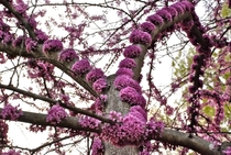 The Eastern Redbud Cercis Canadensis Blossoming Tree ht Greensboro Daily Photo