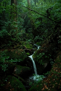 The enchanting Shiratani Unsuikyo Forest in Japan 