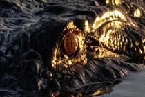 The eye of an alligator 