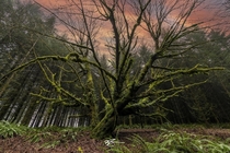 The Faerie Tree - Oregon USA 