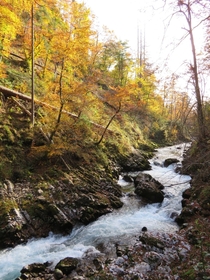 The fall colors of Vintgar Gorge Slovenia  x