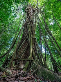 The Ficus tree will slowly overtake an existing host tree strangling it until it eventually dies leaving a hollow center Photo taken in the Osa Peninsula Costa Rica 