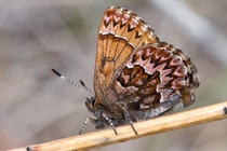 The first Western pine elfin Callophrys eryphon of the year and it is normally found in gasp pine forests 