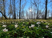 The flowers are blooming Estonia Saaremaa 