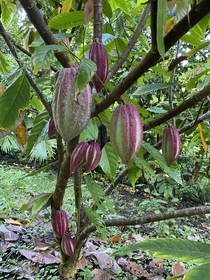 The Food of the Gods Theobroma cacao The Cacao Tree in Costa Rica