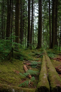 The forest floor of the Cascades in Washington made for a relaxing time away from home 