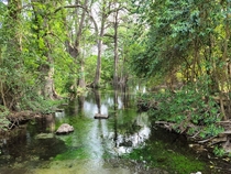 The Frio River near Garner State Park Texas 
