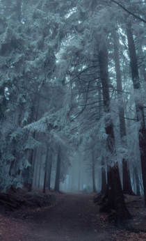 The Frozen Forest