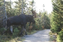 The fucking size of this Moose He doesnt give a fuck