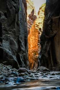 The Golden Glow of Zion Zion National Park Utah 