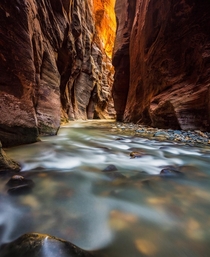 The golden glow while standing within the Virgin River under the cliffs of Wall Street - Zion NP Utah 