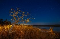 The Golden Tree  Sapelo Island GA 