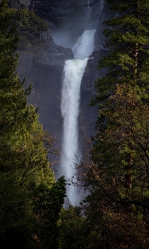 The grace of lower Yosemite falls Yosemite National Park 