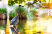 The Great Blue Heron    Photographed by Mark Donovan 