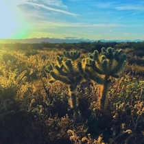 The Great Mojave Desert outside California City Ca 