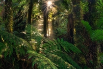 The Heart of the Forest in New Zealand  x IG mattfischer_photo