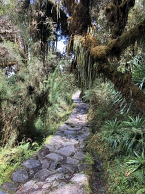 The high cloud rain forest of the Inca Trail Peru x oc