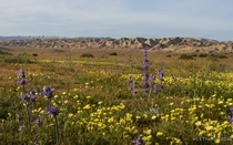 The hills in this photo are the San Andres Fault line at the Carrizo Plain 