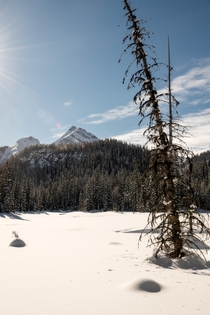 The Hogarth Lakes Trail in Alberta is a winter wonderland OC   