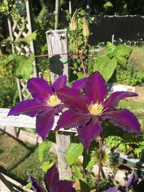The intensity of the purple in this summers clematis is breathtaking 