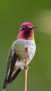 The iridescent necks on Annas hummingbirds are magical 