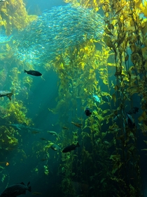 The Kelp Forest at Monterey Bay Aquarium 