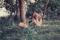 The King of the Jungle from  My Great Aunt took the picture
