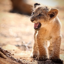 The King of the Jungle - Lion cub by Ryan Jack 