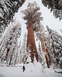 The largest tree in the world shortly after a snowstorm 