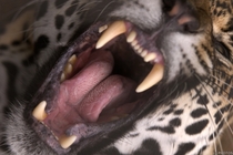 The last thing you see  Leopard Panthera pardus 
