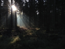 The light creeping through the trees - Clocaenog Wales 