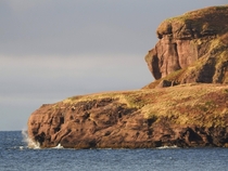 The Lion Sleeps OCx Lions Island English Hr West Newfoundland