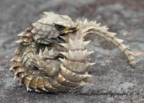 The Little Dragon called the Armadillo Lizard