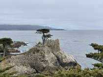 The Lone Cypress California 