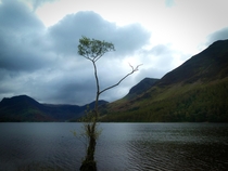 The Lone Tree at Buttermere The Lake District UK 