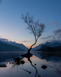 The Lone Tree in Llanberis Wales 