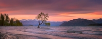 The lone tree of Lake Wanaka New Zealand  by Hansel Haddams x-post rNZPhotos